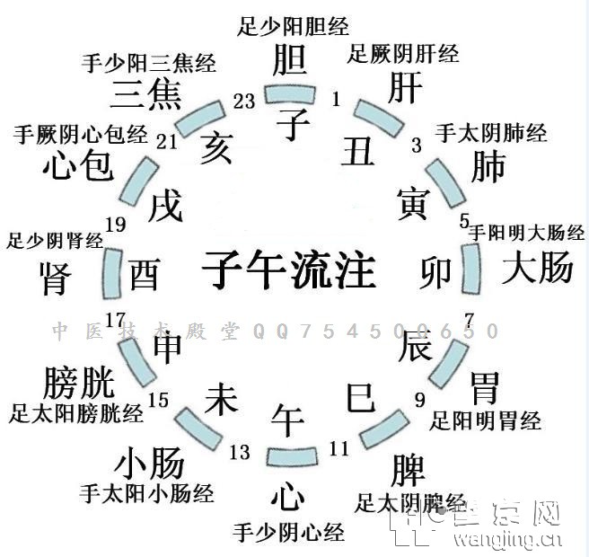 子午流注---养生必备图