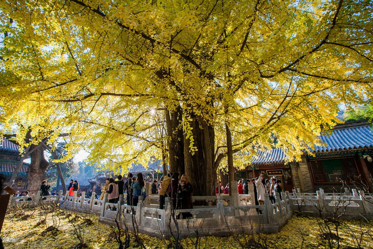 千年古刹百年古银杏树之潭柘寺