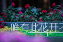 #端午六一嗨玩#  大望京公园的月季园